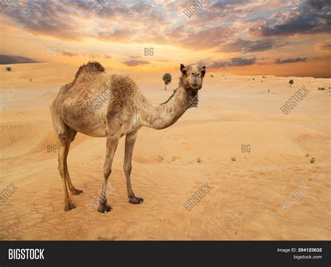 Middle Eastern Camels Image & Photo (Free Trial) | Bigstock