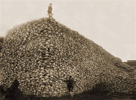 Haunting Images From America's 19th-Century Bison Extermination