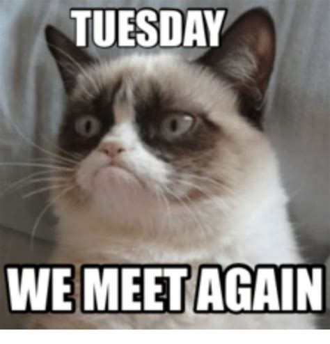 50 Funny Happy Tuesday Memes and Pictures | Love you meme, Funny tuesday meme, Tuesday meme