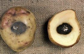 Potato blackleg - Erwinia carotovora pv. atroseptica, Nexles
