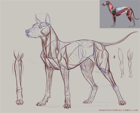 Scribbles. | Dog anatomy, Animal sketches, Dog sketch