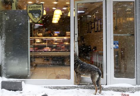 A dog takes a peek into a butcher shop on a snowy day in Istanbul, on January 7, 2017. (Sedat ...