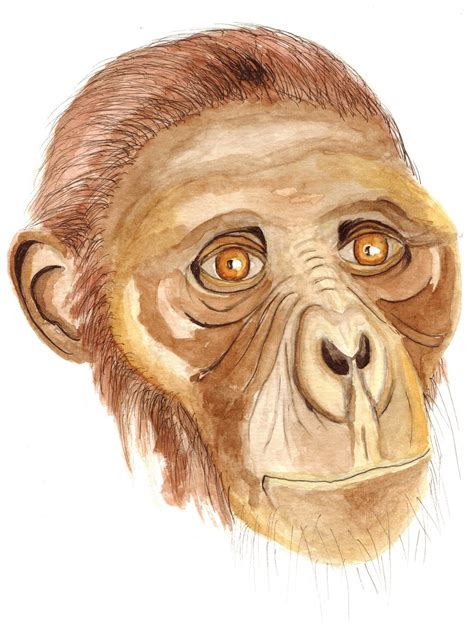 Australopithecus afarensis - Verônica Mírian Nascimento da Silva