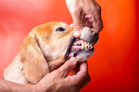 Gingivitis in Dogs: Symptoms, Causes, & Treatments | Mankato Vets
