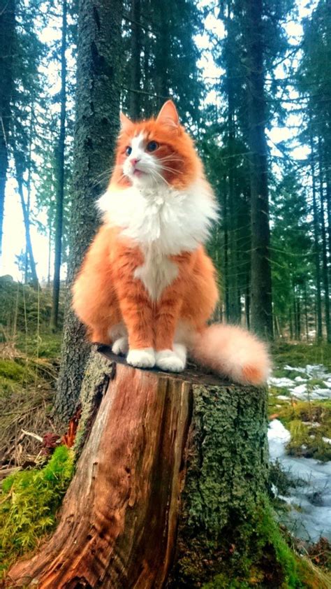 Tuesday’s Best: Meet The Glorious Guardian Of The Nordic Forests! | Bichinhos fofos, Gatos ...