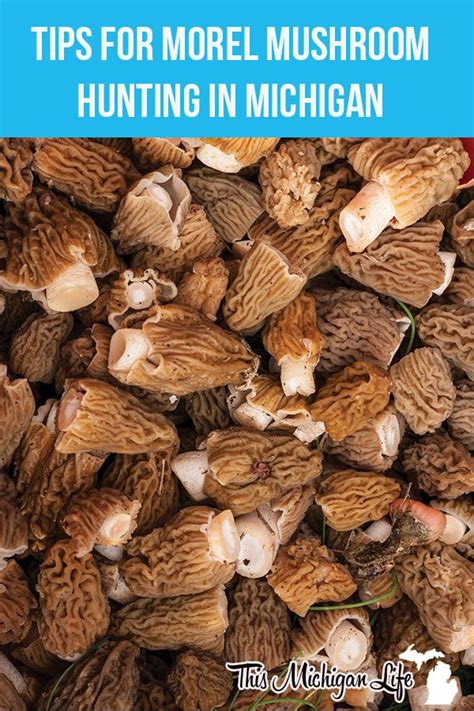 Proven Tips for Successful Morel Mushroom Hunting in Michigan ...