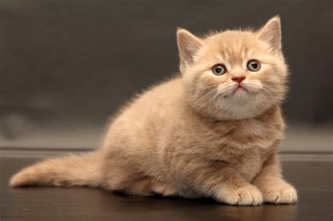 Mengenal Jenis-Jenis Kucing Persia yang Populer Untuk Dijadikan - kucing hidung pendek - Zejaylao