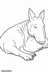 Bull Terrier Sleeping coloring Page sketch template