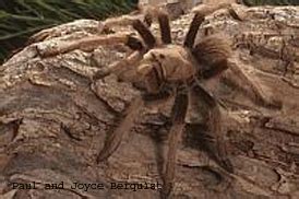 Desert Tarantula Information