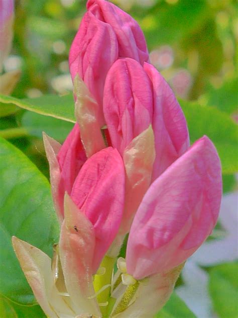 Flower buds, Trelissick Gardens, Cornwall | Flowers, Amazing flowers, Garden