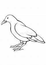 Coloring Pages  Crow Free Printable Animals sketch template