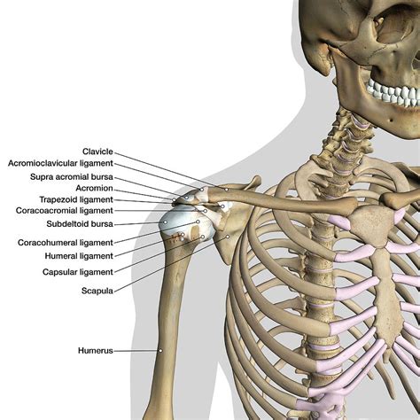 Labeled Anatomy Chart Of Shoulder Photograph by Hank Grebe - Pixels