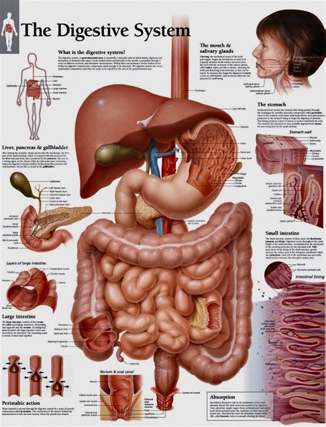 Pin by Tracy Bigby on Crohns | Digestive system anatomy, Human ...