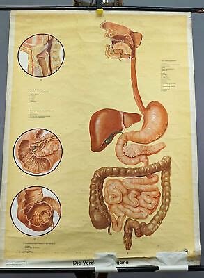 Vintage Medical Charts FOR SALE! - PicClick