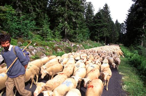 L’Authentique Transhumance du Livradois Forez - Parc naturel régional Livradois-Forez