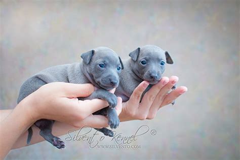 Italian greyhound puppies, chiots petit levrier italien, puppies for ...