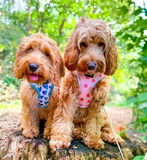 Cavapoo vs Cockapoo (Ultimate Breed Comparison Guide) | PupTraveller