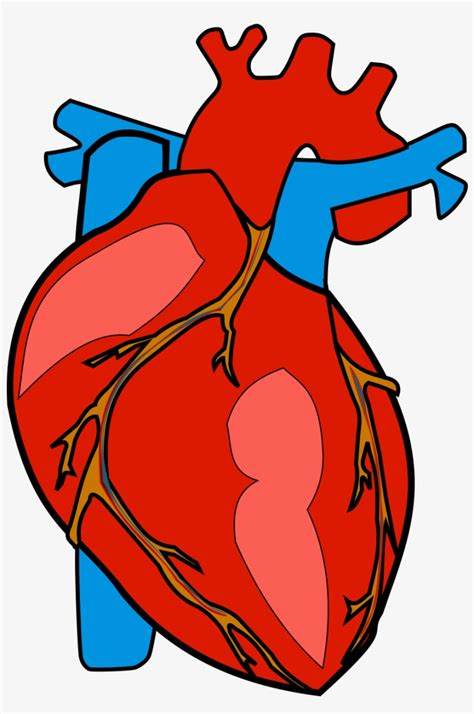 Anatomy Clipart Clip Art Human Body Heart Clipart Cliparts | My XXX Hot Girl