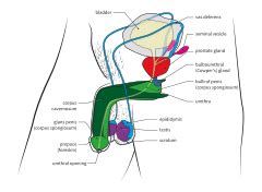 Category:SVG anatomy of human male reproductive system - Wikimedia Commons