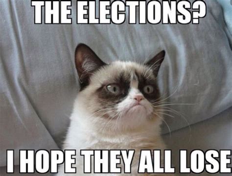 Cat Election Memes (2020) - The Kitty Expert