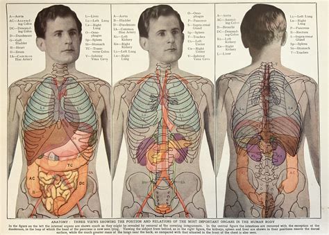 Anatomy Illustration Of Human Body : Roka Getdrawings Torso Anatomical Kinesiology | Bodhidwasuio