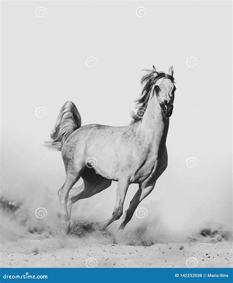 Arabian horse in desert stock photo. Image of length - 142252038