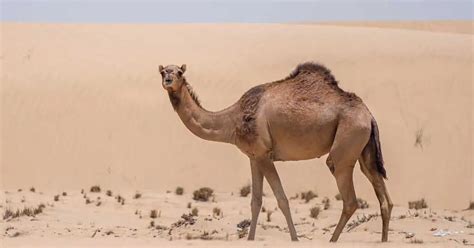 Camel Fun Facts - AnimalBehaviorCorner