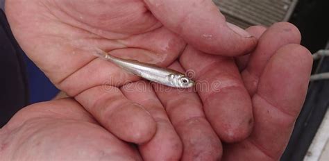 Small fry stock image. Image of tiny, water, fish, caught - 124792007