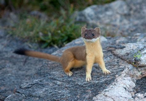 Longtailed Weasel Hunting In Rocky Mountain Np Colorado Stock Photo - Download Image Now - iStock