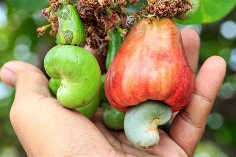 How Are Cashews Harvested? Very Carefully! - Garden.eco
