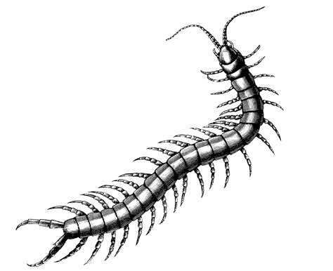 Centipede Drawing at PaintingValley.com | Explore collection of ...