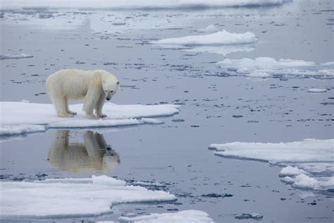 Majority of polar bear populations on course to vanish by end of century - The Globe and Mail