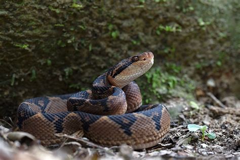 Venomous Snakes Of The Amazon Basin - WorldAtlas