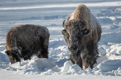 2019 Yellowstone Winter on Behance