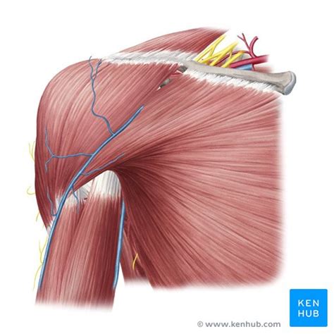Muscle Of The Shoulder - Abba Humananatomy