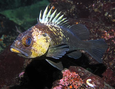 Quillback Rockfish Photograph by Derek Holzapfel