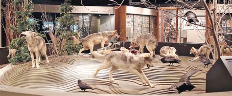 New exhibit coming soon to International Wolf Center | The Timberjay