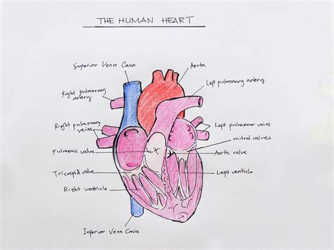 Anatomical Drawing Heart at GetDrawings | Free download