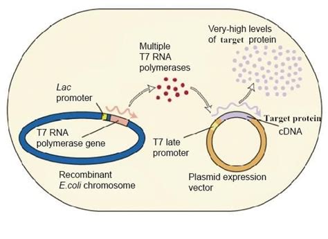 Plasmid Construction, Protein Expression and Purification - Creative ...