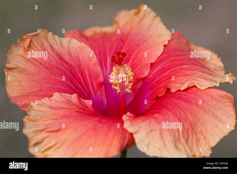 Hibiscus flower (Hibiscus sp), Brazil Stock Photo - Alamy