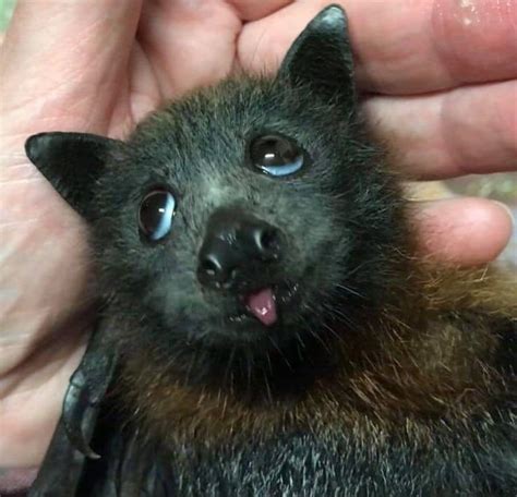 Sky puppers. | Cute bat, Cute little animals, Cute baby animals