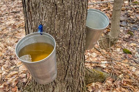 Does Maple Tree Sap Go Bad?