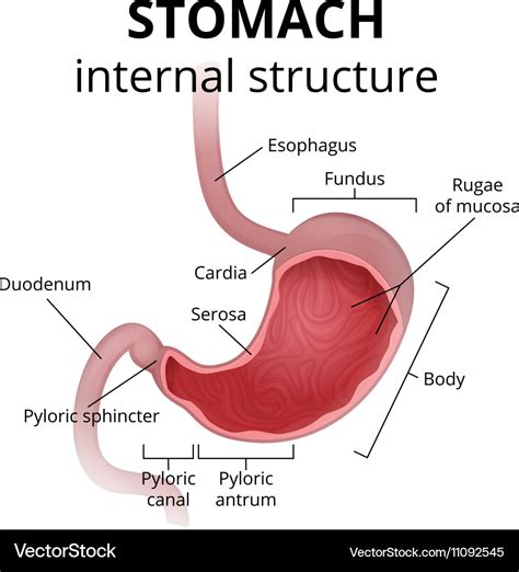 The anatomy of the human stomach Royalty Free Vector Image