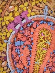 HIV and antibodies, HIV viral life cycle, illustration | Wellcome Collection