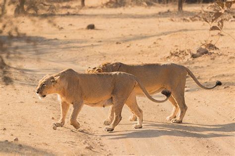 Did Asiatic lions inhabit the Thar Desert? - Quora