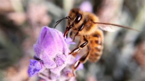 Nectar Bee