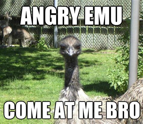 Angry Emu Come at me bro - Angry Emu - quickmeme