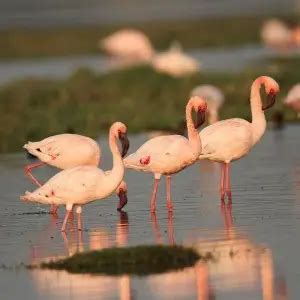 Lesser Flamingo - Facts, Diet, Habitat & Pictures on Animalia.bio