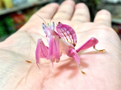 The orchid mantis is the only species we know of that doesn't just hide ...