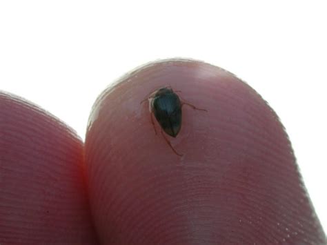 Free picture: small, bug, Hungerfords, crawling, water, beetle, finger, hand